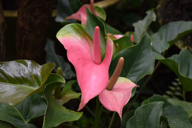 Barbados Small-Group Garden & Wildlife Half-Day Tour - The guides shape the whole outing