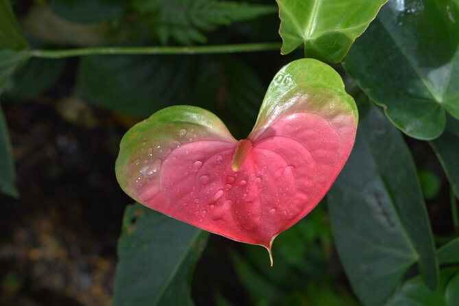 Barbados Small-Group Garden & Wildlife Half-Day Tour - Timing, pickups, and cruise-port planning