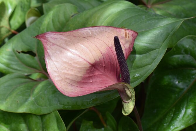 Barbados Small-Group Garden & Wildlife Half-Day Tour - Who should book this Barbados outing?