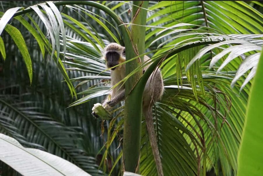 Barbados: Tour of Harrison's Cave & Hunte's Gardens - Key points to know