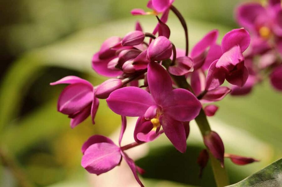 Barbados: Tour of Harrison's Cave & Hunte's Gardens - Transport, pickup, and the five-hour schedule