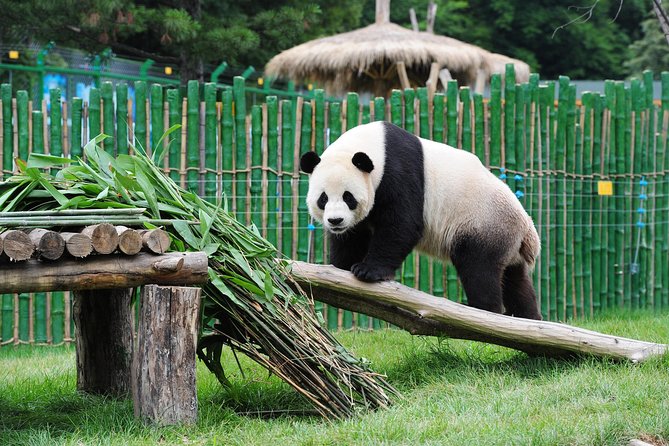 Beijing Historical Tour II including Summer Palace, Lama Temple & Panda Garden - Panda Garden, a short stop with a big payoff
