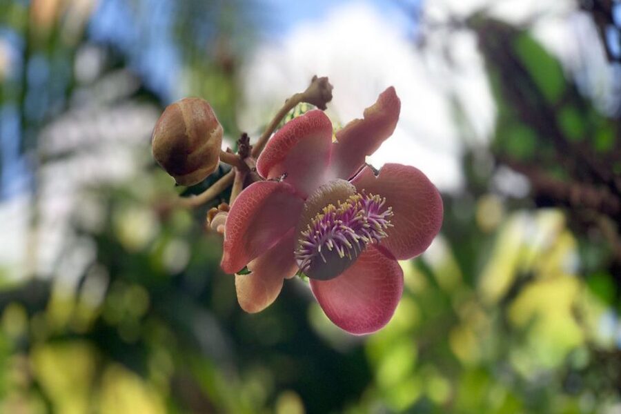 Big Island: Waterfall Tour with Swimming & Botanical Garden - Practical Details Before You Reserve