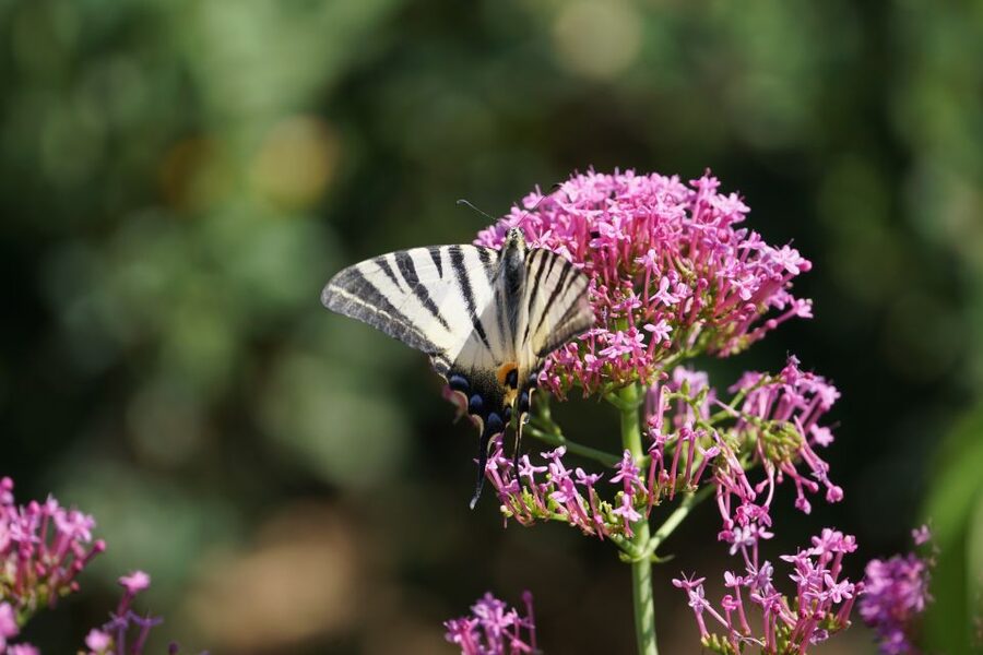 Boboli Gardens Skip-the-Line Tour - What the guide adds to the experience