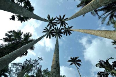 Boti Falls, Umbrella Rock, Aburi Gardens & Cocoa Farm Day Tour