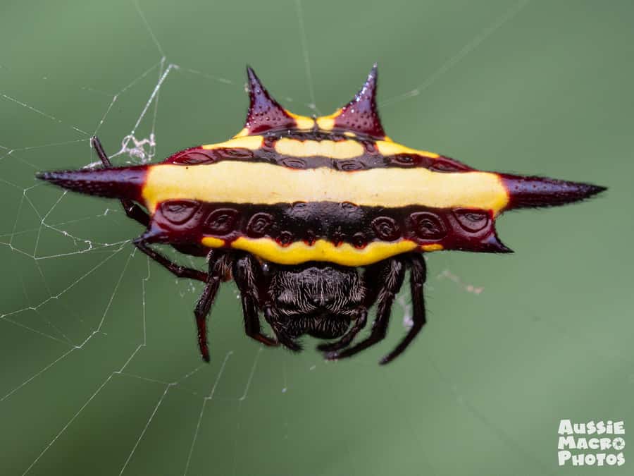Cairns: Insect Photography Tour of Cairns Botanic Gardens - Who will enjoy this tour most?