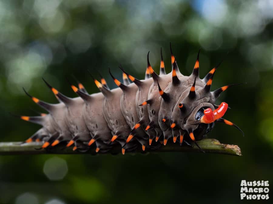 Cairns: Insect Photography Tour of Cairns Botanic Gardens - How the two-hour route works