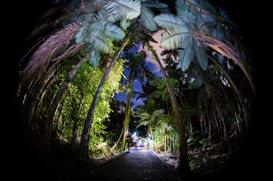Cairns: Night Walk in Cairns Botanic Gardens - Quick points before you book