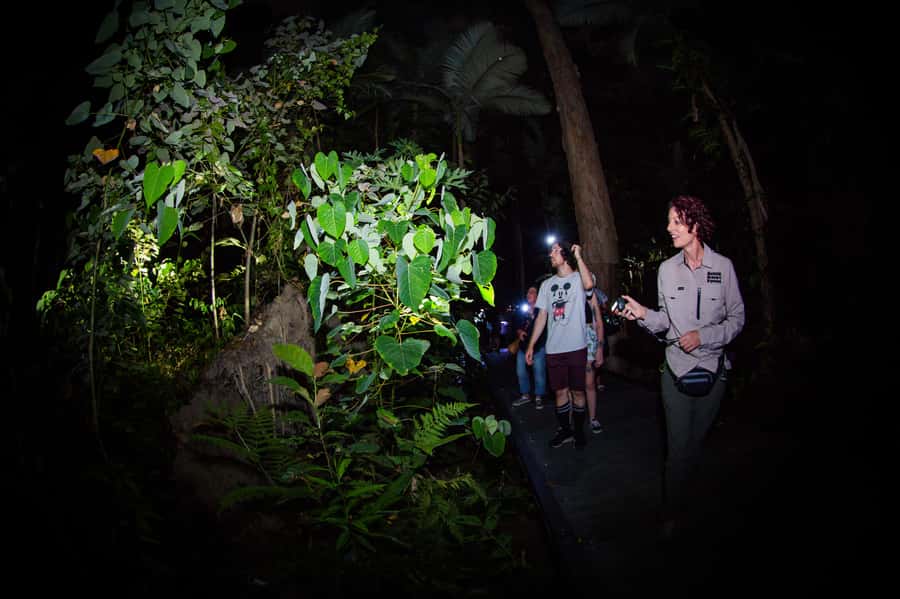 Cairns: Night Walk in Cairns Botanic Gardens - Why Cairns is worth seeing after dark