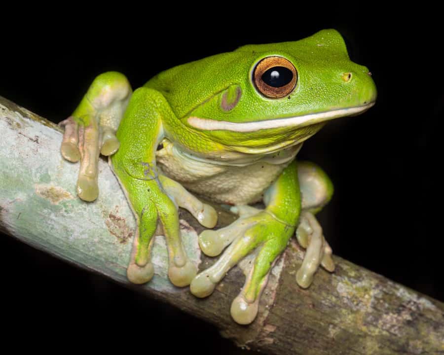 Cairns: Night Walk in Cairns Botanic Gardens - The boardwalk route and seasonal wildlife stops