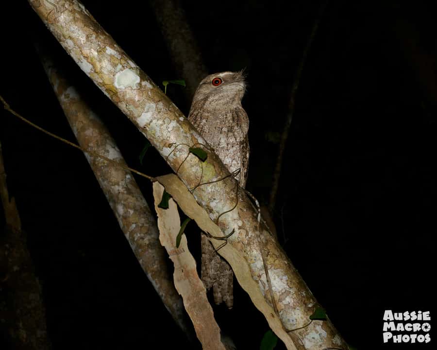 Cairns: Night Walk in Cairns Botanic Gardens - A photography walk for beginners and serious shooters