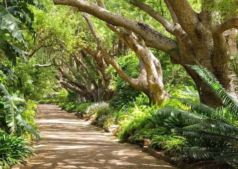 Cape Town: Kirstenbosch Botanical Garden Entry Ticket - Key points to know before you go