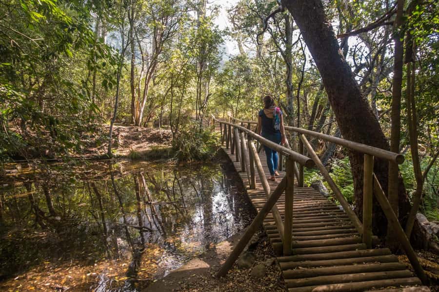 Cape Town: Kirstenbosch Botanical Garden Entry Ticket - Why Kirstenbosch feels different from an ordinary garden