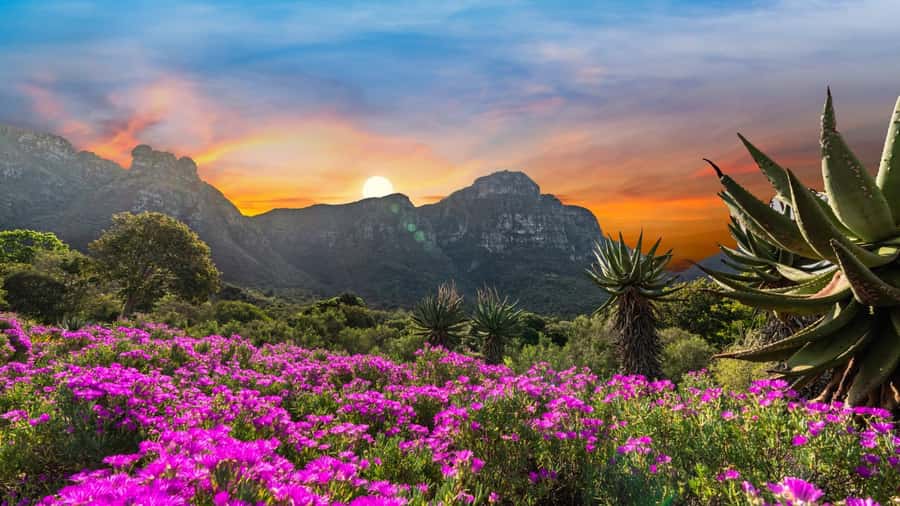 Cape Town: Kirstenbosch Botanical Garden Entry Ticket - Three plant areas worth seeking out