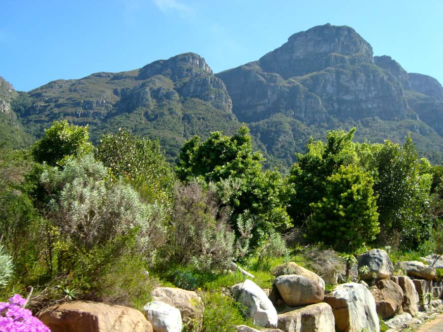 Cape Town: Skeleton Gorge and Kirstenbosch Gardens Hike - Entering the shaded Skeleton Gorge route
