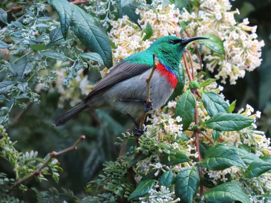 Cape Town: Table Mountain, Kirstenbosch Botanic Garden Tour - Timing, transport, and the shape of the day