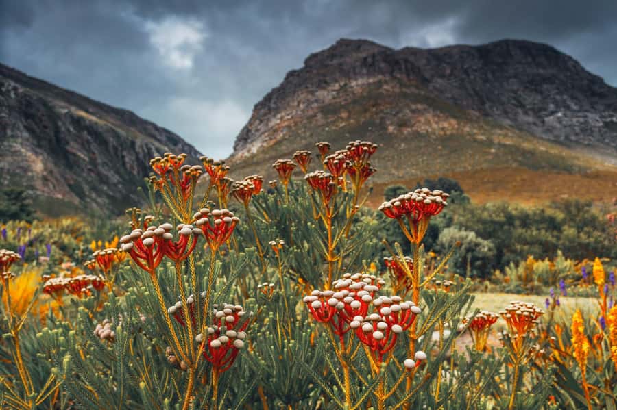 Cape Town: Table Mountain, Kirstenbosch Botanic Garden Tour - Who will get the most from this tour?