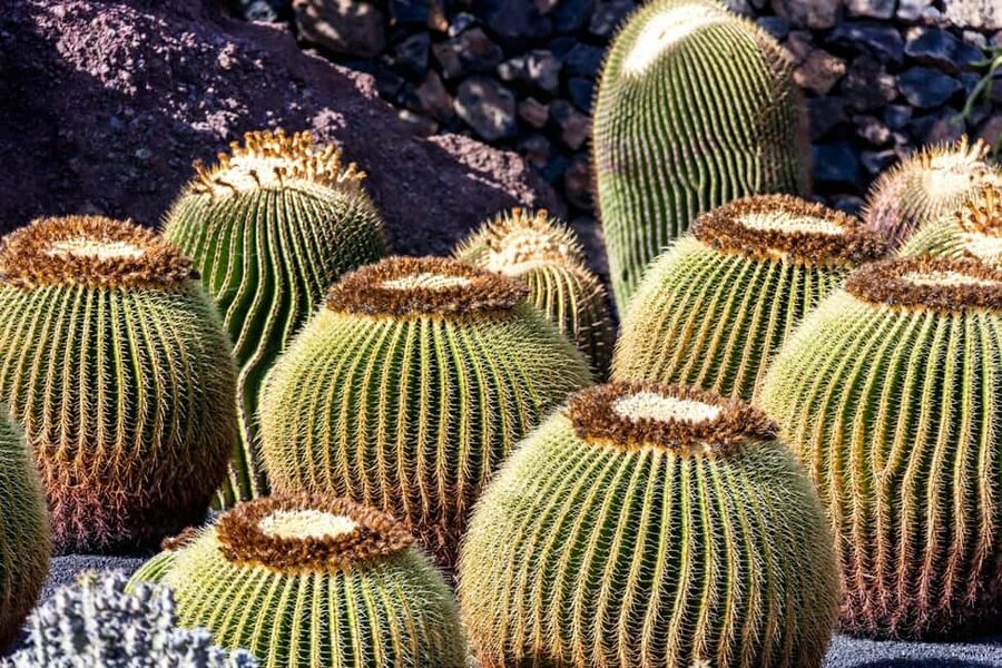 Cesar Manrique’s Lanzarote tour with Cactus Garden & LagOmar - Key points to know before booking