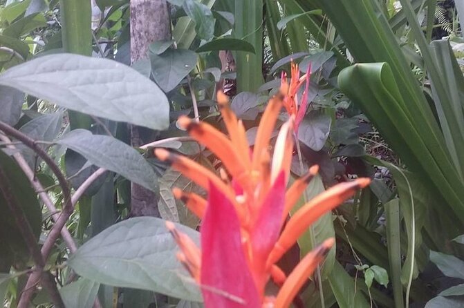 CFC Hot Spring Mud Pool,Garden Of Sleeping Giant And Village Visit Half Day Tour - What the guides add to the day