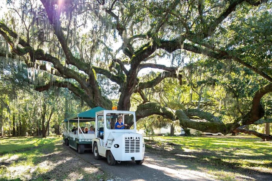 Charleston: Magnolia Plantation & Gardens Guided Tour - A half-day at Magnolia Plantation