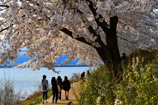 Chasing Cherry Blossom & Spring Flowers Day Tour from Seoul - What the long day feels like