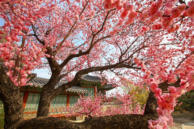 Chasing Cherry Blossom & Spring Flowers Day Tour from Seoul - What the $64.47 price really buys