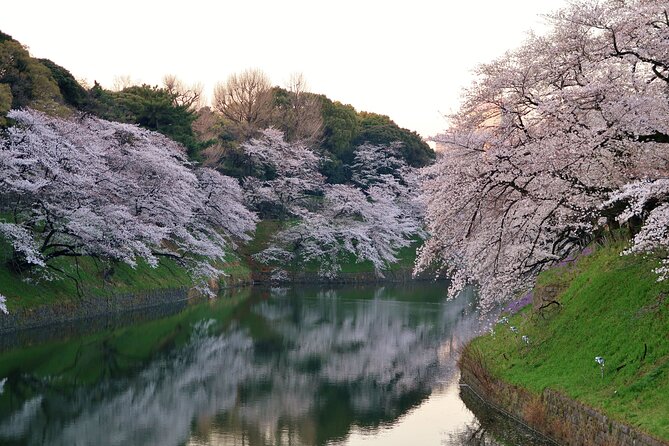 Cherry Blossom Private Tour - Why a private cherry blossom tour makes sense in Tokyo