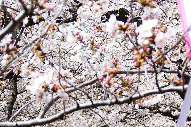 Cherry Blossom Private Tour - Akasaka: the best stop for quieter photographs