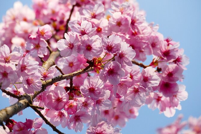 Cherry Blossom Private Tour - Roppongi: cherry blossoms on a city hill