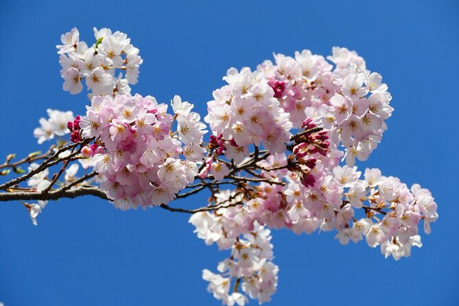 Cherry Blossom Private Tour - Timing matters more than almost anything else