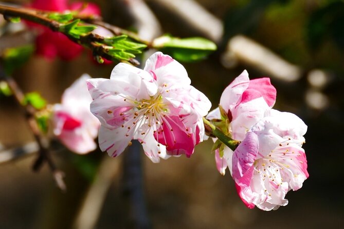 Cherry Blossom Private Tour - Is $559 good value for your group?