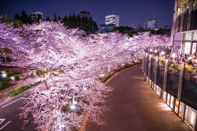 Cherry Blossom Private Tour - Imperial Palace: a useful first look at Tokyo’s cherry trees