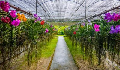 Doi Suthep, Orchid Farm and Waterfall with Lunch