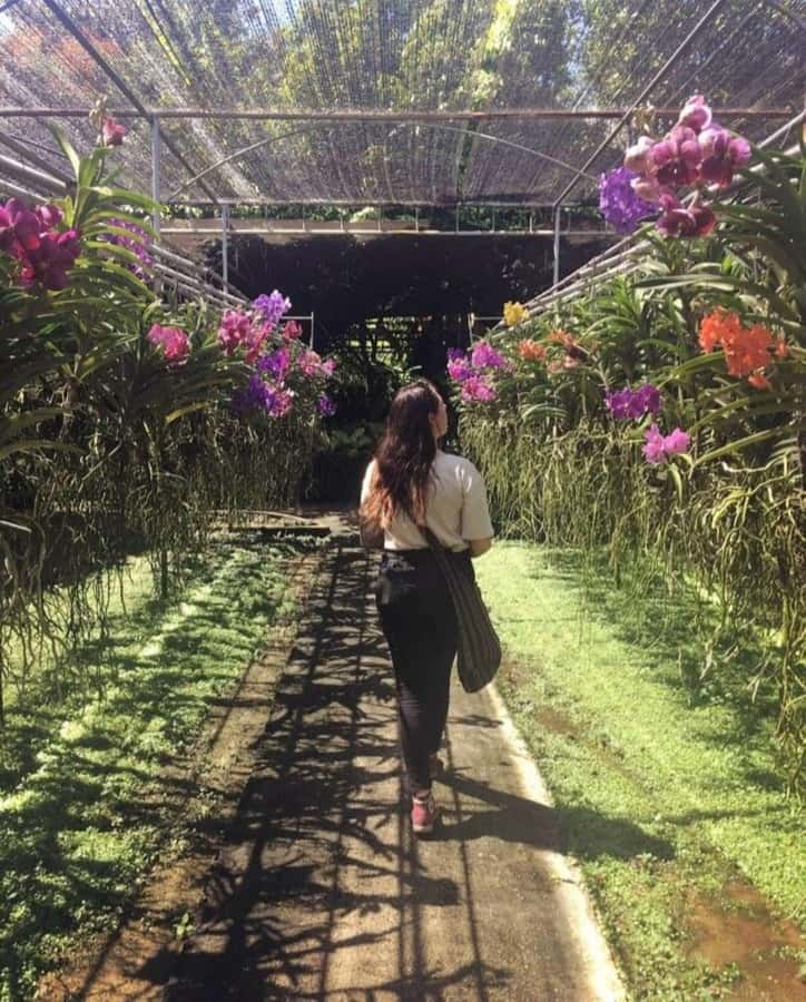 Chiang Mai: Doi Suthep, Orchid Farm and Waterfall with Lunch - Orchids, butterflies, and a useful indoor break