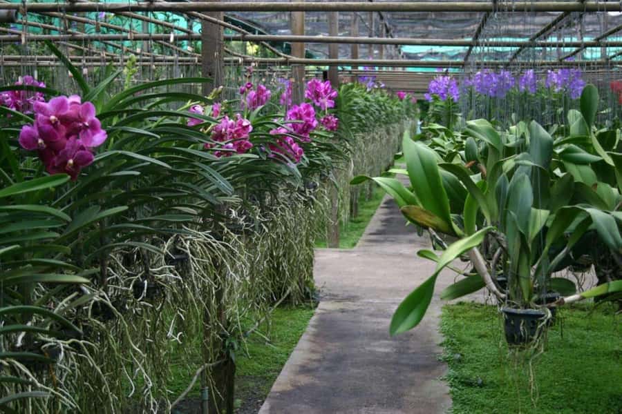 Chiang Mai: Doi Suthep, Orchid Farm and Waterfall with Lunch - Bua Thong Sticky Waterfalls, the day’s active finish