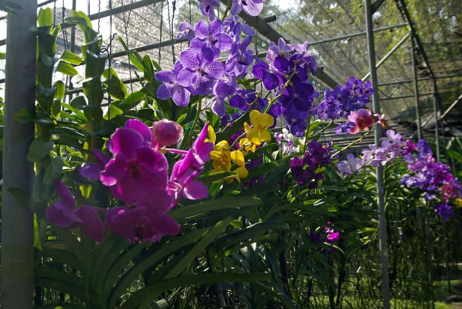 Chiang Mai: Doi Suthep, Orchid Farm and Waterfall with Lunch - Transport, group size, and the value of $152