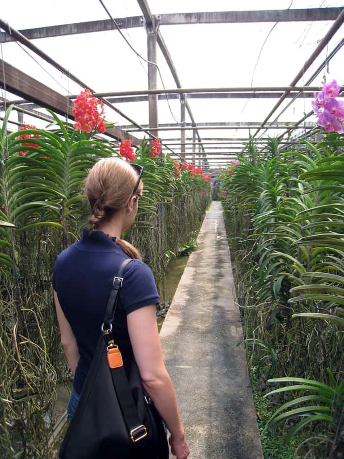 Chiang Mai: Doi Suthep, Orchid Farm and Waterfall with Lunch - Should you book it?