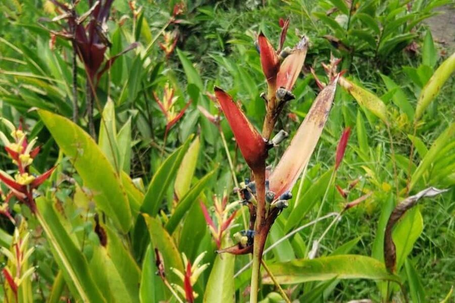 City Tour w/ Gardens, Volcano, Trafalgar Falls, Morne Bruce - Who should choose this Roseau tour?