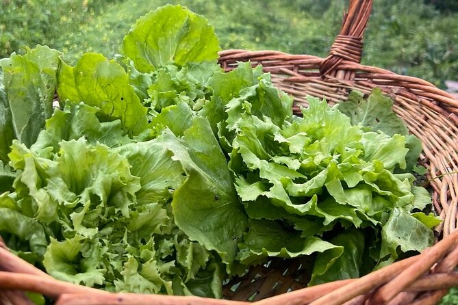 Cooking Class in a Typical Sorrento Garden - Booking around Sorrento weather and timing