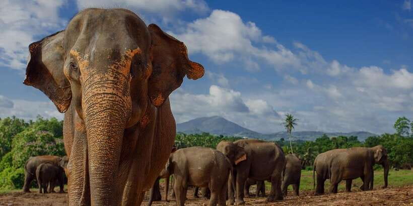 Day Tour to Elephant Orphanage / spice garden - Why the river matters more than the enclosure
