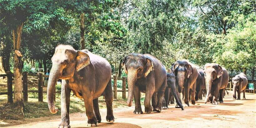 Day Tour to Elephant Orphanage / spice garden - Leaving Colombo for Sabaragamuwa Province