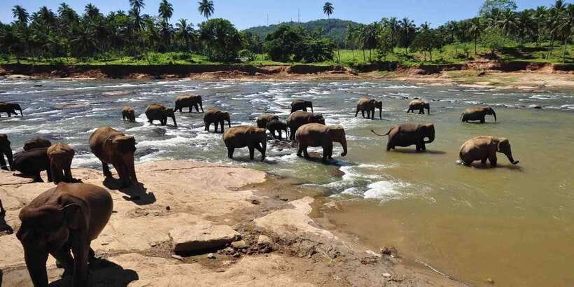 Day Tour to Elephant Orphanage / spice garden - Seeing elephants at the river