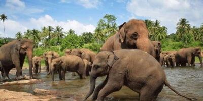 Day Tour to Elephant Orphanage / spice garden
