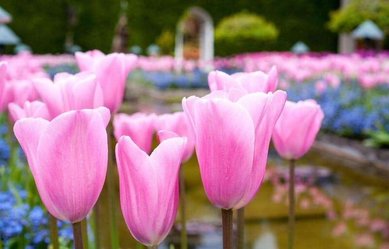 Day Trip from Vancouver to Victoria and Butchart Gardens - Key points to know before you book