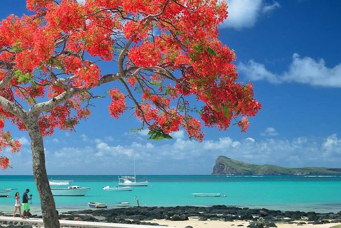 Discovering the North of Mauritius: Full-day incl Botanical garden & lunch - Pamplemousses Botanical Garden deserves your attention