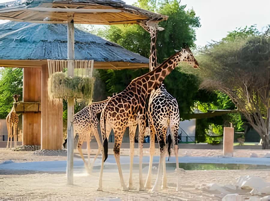 Dubai: Al Ain Garden City with Conservation Zoo - Green Mubazzarah and the hot springs