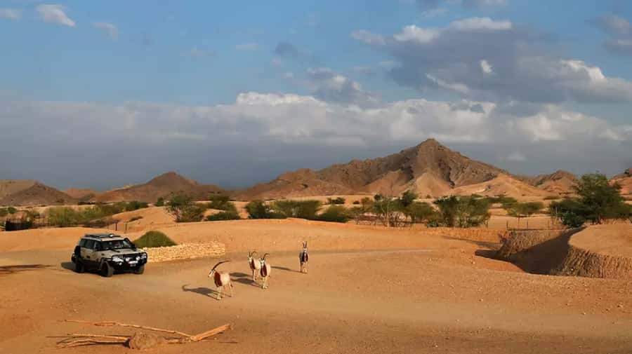 Dubai: Al Ain Garden City with Conservation Zoo - Climbing Jebel Hafeet by winding road