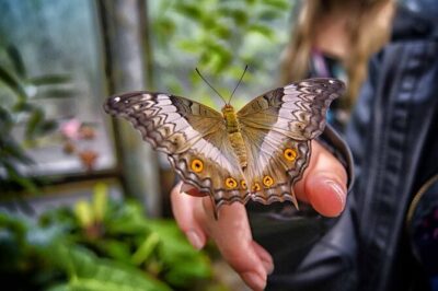 Skip-The-Line Ticket to Butterfly Garden