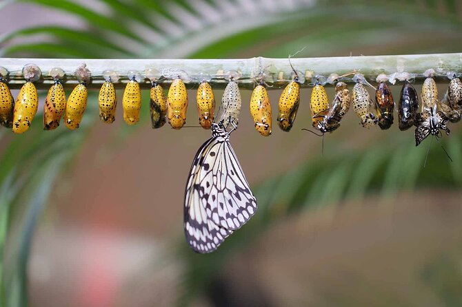 Dubai: Skip-The-Line Ticket to Butterfly Garden - Learning about metamorphosis