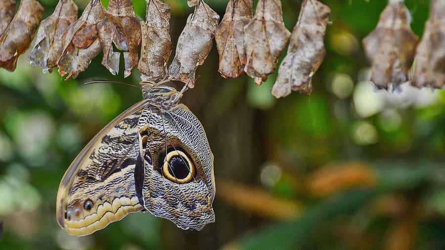 Dubai: Skip-The-Line Ticket to Butterfly Garden - Photography and responsible behavior